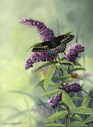 Black Swallowtail | Obraz na stenu