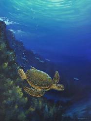 Green Sea Turtle | Obraz na stenu