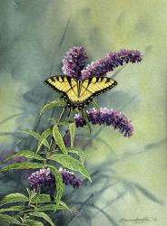 Tiger Swallowtail | Obraz na stenu