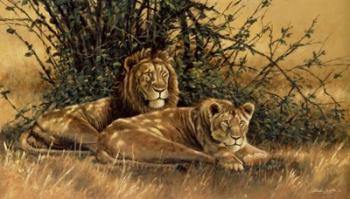 In the Shade - Lions | Obraz na stenu