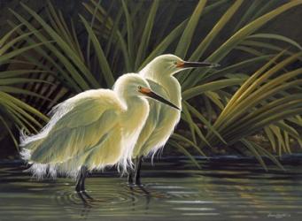 Morning Splendor - Snowy Egret | Obraz na stenu
