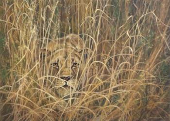 Stalking Lioness | Obraz na stenu