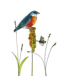 Bluebird On Seeds | Obraz na stenu