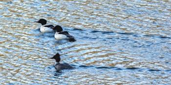 Alaskan Ducks | Obraz na stenu