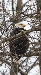 Bald Eagle | Obraz na stenu