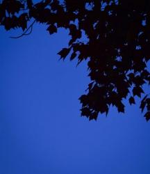 Blue Maple Silhouette | Obraz na stenu