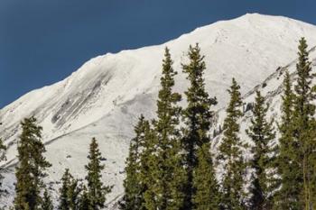 Bluebird Day | Obraz na stenu