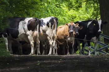 Dairy Cows | Obraz na stenu