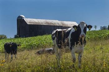 Dairy Farm | Obraz na stenu