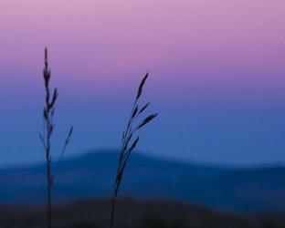 Dusk In A Field | Obraz na stenu