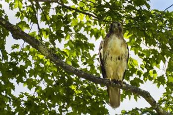 Red Tailed Hawk | Obraz na stenu