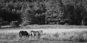 Two Horses | Obraz na stenu