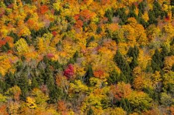 Vermont's Glory | Obraz na stenu