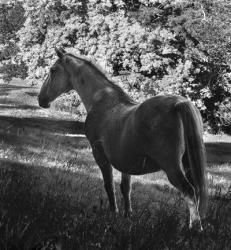White Mare | Obraz na stenu