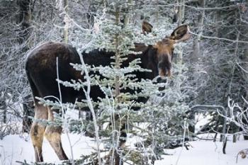Young Bull Moose | Obraz na stenu