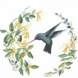 Male Broad Billed Hummingbird | Obraz na stenu