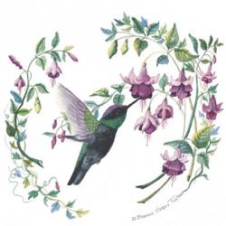 Male Magnificent Hummingbird | Obraz na stenu