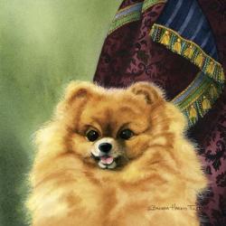 Pomeranian | Obraz na stenu