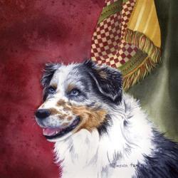 Australian Shepherd | Obraz na stenu