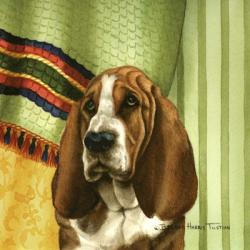 Basset Hound | Obraz na stenu