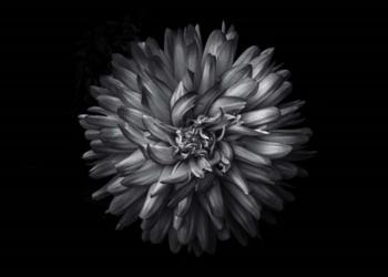 Backyard Flowers In Black And White 20 | Obraz na stenu