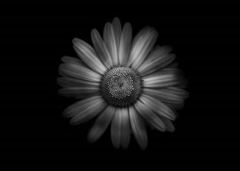 Backyard Flowers In Black And White 31 | Obraz na stenu