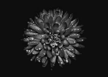 Backyard Flowers In Black And White 45 | Obraz na stenu