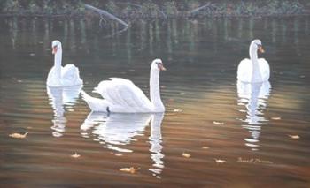 Back Lit Swans | Obraz na stenu