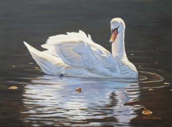 Illuminated Swan | Obraz na stenu