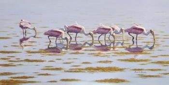 Spoonbills Feeding | Obraz na stenu