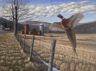 Pheasant | Obraz na stenu