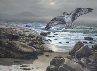 Osprey | Obraz na stenu