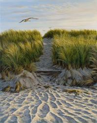 Dune Path Gull | Obraz na stenu