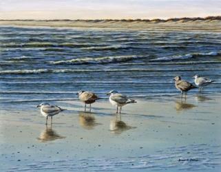 Cape May Herring Gulls | Obraz na stenu