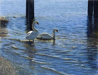 Glistening Water Swans | Obraz na stenu