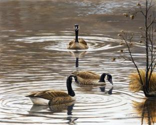 North Carolina Geese | Obraz na stenu