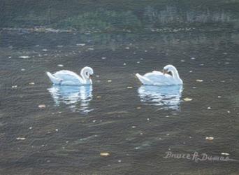 Preening Swans | Obraz na stenu