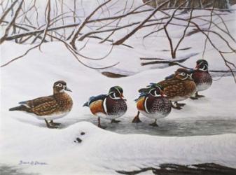 Winter Wood Ducks | Obraz na stenu