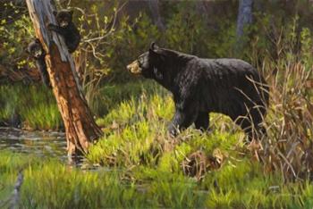 Black Bear | Obraz na stenu