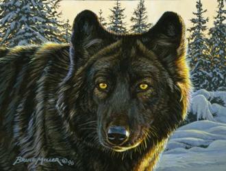 Black Wolf | Obraz na stenu