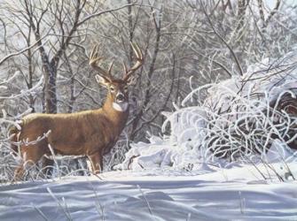 Winter Whitetail | Obraz na stenu