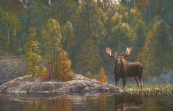 North Country Moose | Obraz na stenu