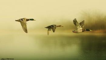 Ducks Flying | Obraz na stenu