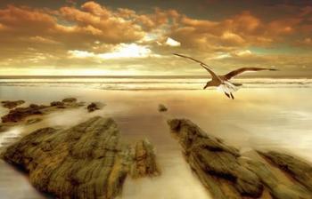 Soft Sunrise on the Beach 4 | Obraz na stenu