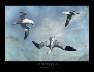 Gannets Trio | Obraz na stenu