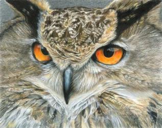Orange-Eyed Owl | Obraz na stenu