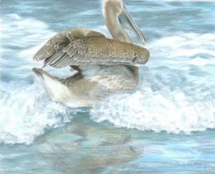 Pelican Surf | Obraz na stenu
