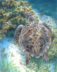 Swimming Turtle | Obraz na stenu