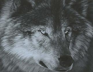 Dark Wolf | Obraz na stenu