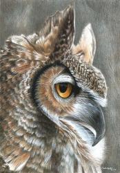 Sepia Owl | Obraz na stenu